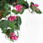Bougainvillea Hanging Basket Arrangement in Basket