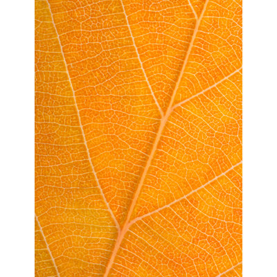 Feuille d'automne par Philippe Moisoux