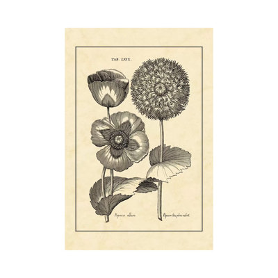 Vintage Besler III by Basilius Besler - Wrapped Canvas Print