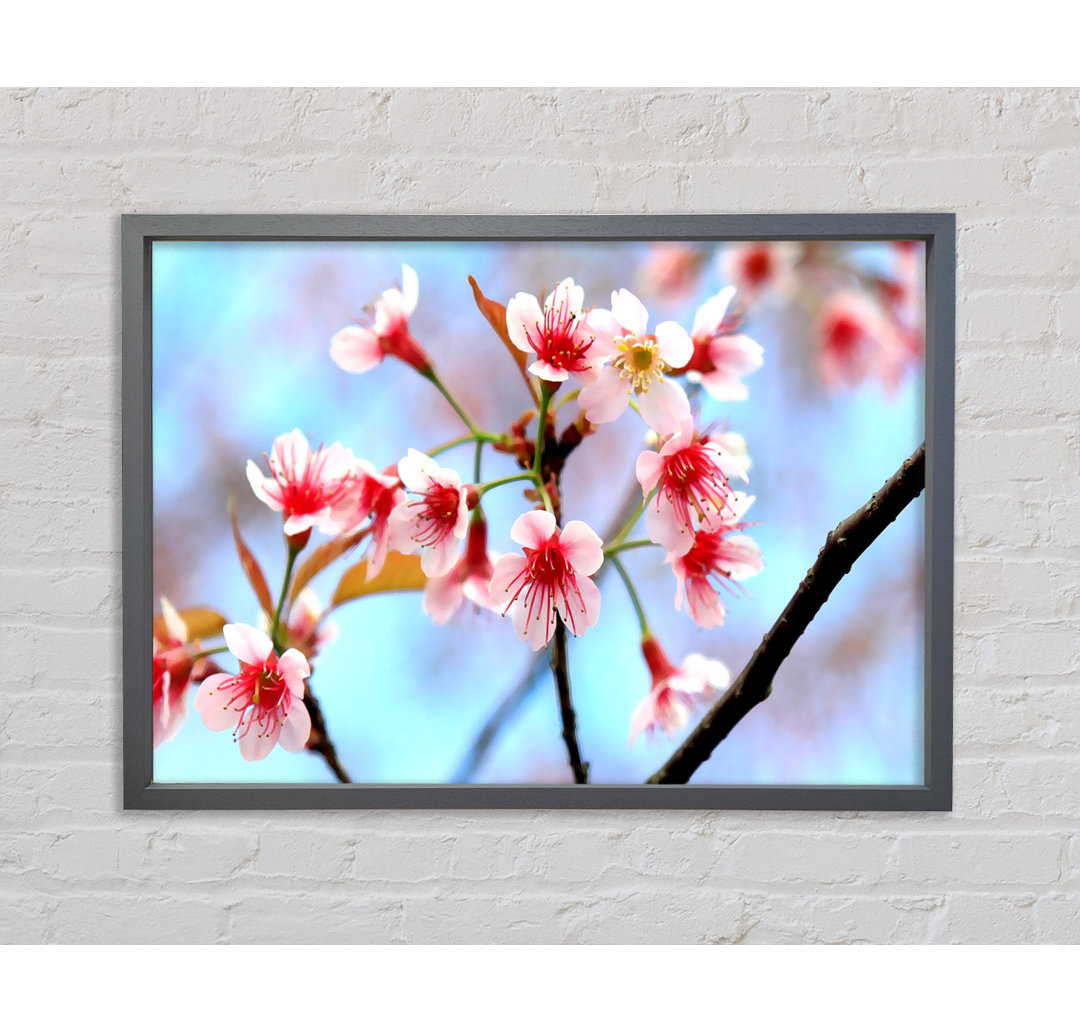 Wild Himalayan Cherry - Einzelner Bilderrahmen Kunstdrucke auf Leinwand