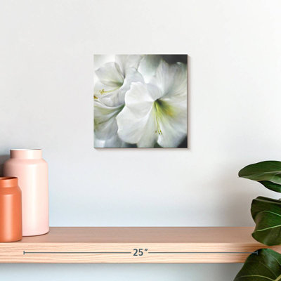 Harnek White Amaryllis II