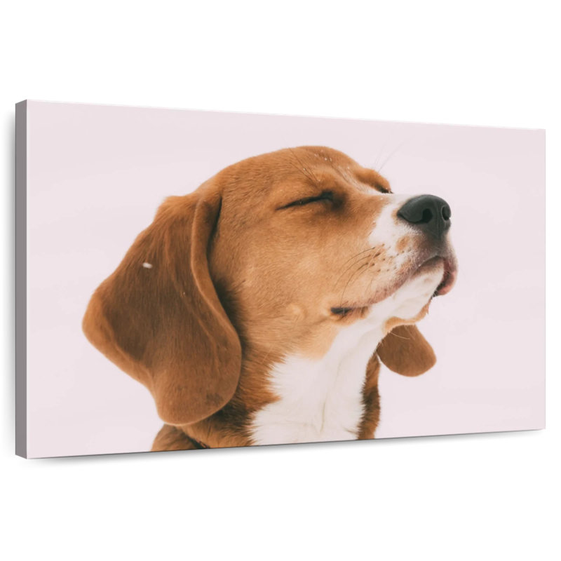 Brampt Beagle, 24" H x 36" W