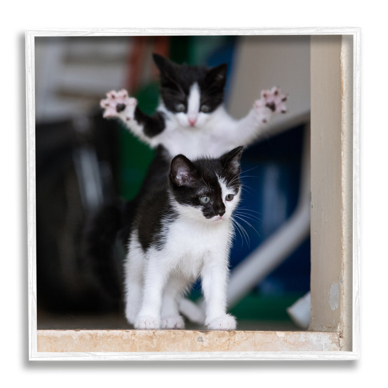 «Ba-373», reproduction de photographie de chat encadrée sur bois par Michel Zoghzoghi, Giclée encadrée blanc bord de mer