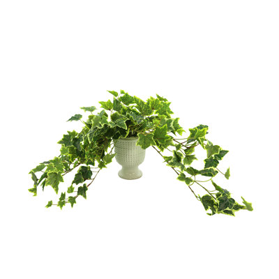Verdant Vines Faux Ivy Plant in Ceramic Vase
