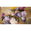 Artificial Iris Flower Stem-1040976369-1040976364