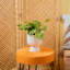 Devil's Ivy Pothos in Ceramic Planter