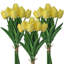 Ensemble de tulipes 13 po Eva-739757620