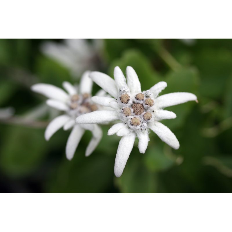 Edelweiss par Tokle, H 12 po x l 18 po
