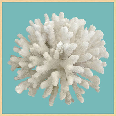 Coral on Aqua 6 by Lillian August - Photograph on Plastic/Acrylic