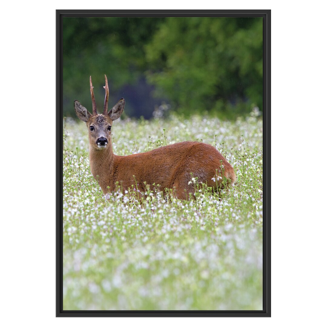 Gerahmtes Wandbild junger Hirsch auf Wildwiese