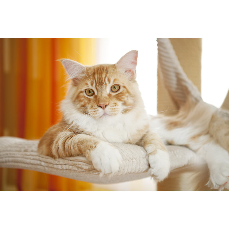 Maine Coon Kitten, 51cm H x 76cm W x 3.8cm D
