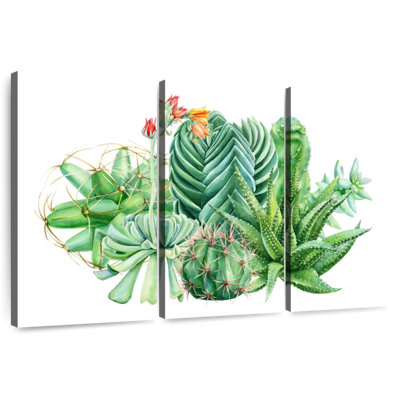 Plantes grasses Harnek