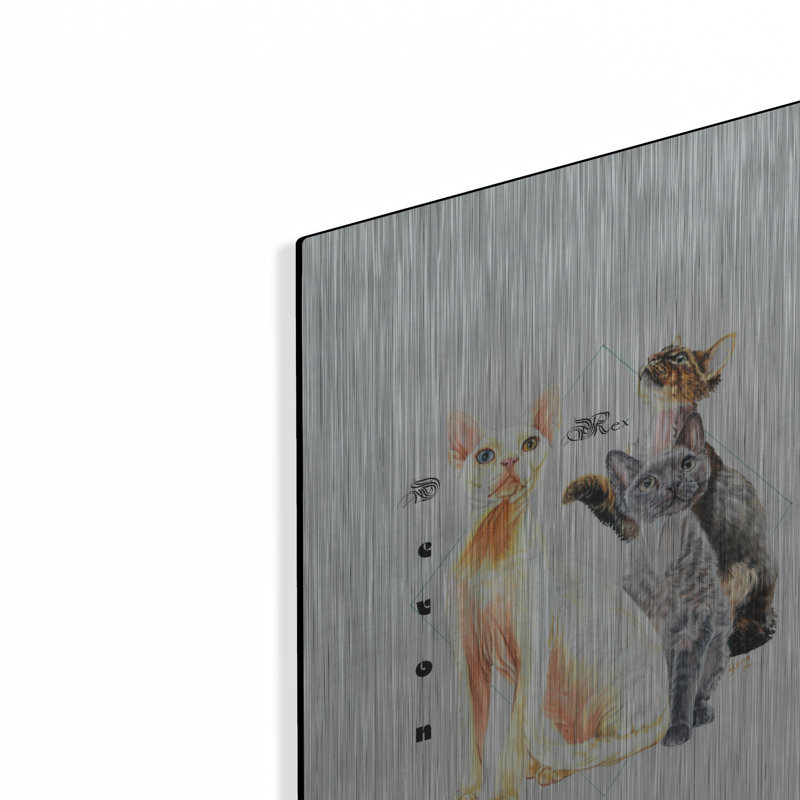 "Devon Rex" par Barbara Keith, H 16 po x l 12 po