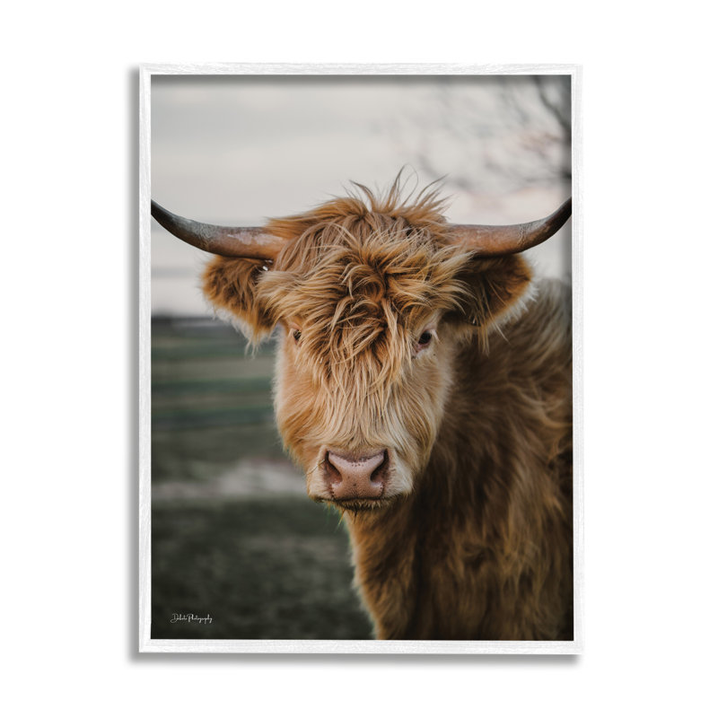 Highland Cow par Dakota Diener, H 20 po x l 16 po x P 1,5 po, Estampe numérique Farmhouse