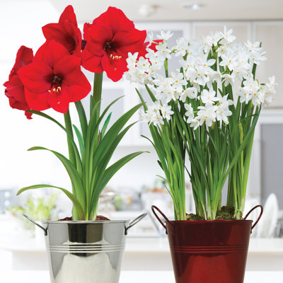 Van Zyverden Amaryllis& Paperwhite Duo Two Pack Kits With Artisan Decorative Planters