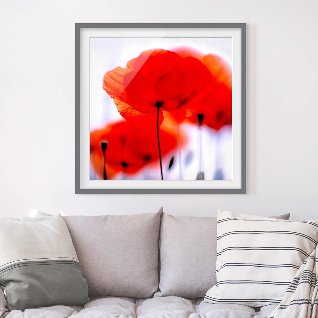 Gerahmtes Poster Magic Poppies