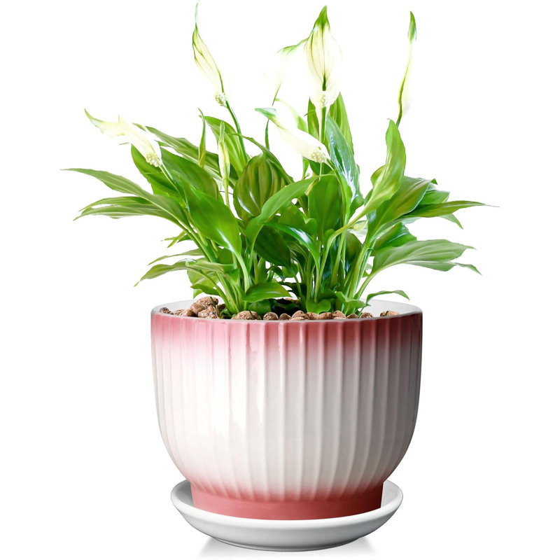 8" Ceramic Planter With Drainage & Saucer