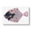 European Flouder Fish by Edward Donovan - Wrapped Canvas Painting-55304333