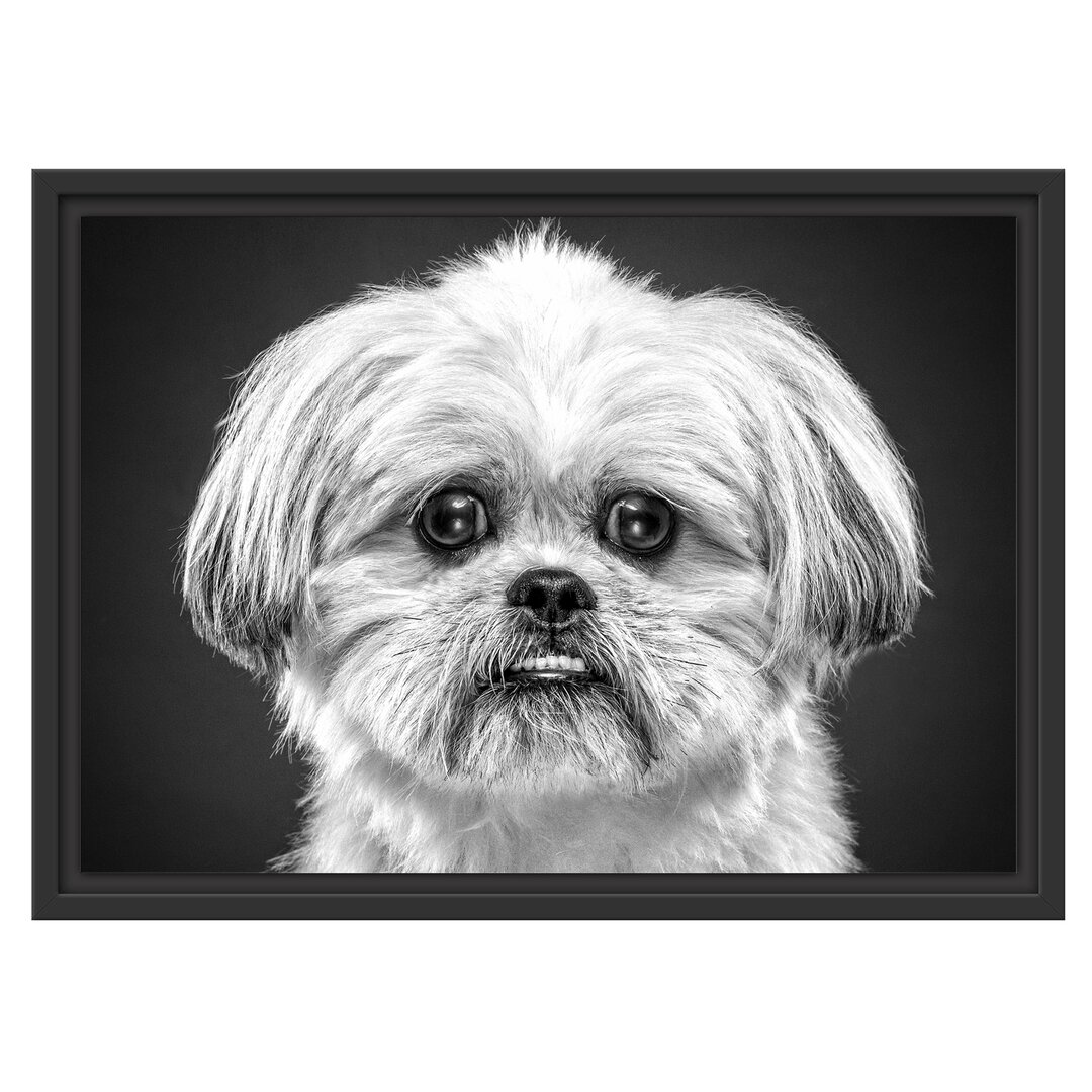 Gerahmtes Wandbild lustiger kleiner Hund Kunst B&W