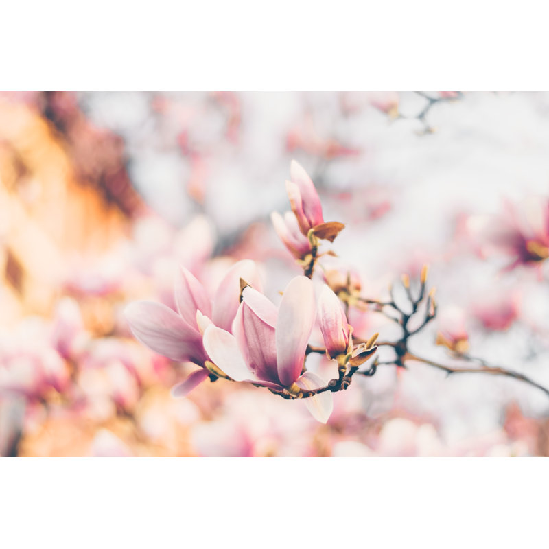 Beautiful Magnolia Flowers in Morning Sun 1 Piece Wrapped Canvas Wall Art, 30.48cm H x 45.72cm W
