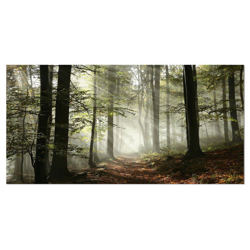 Lumière dans une forêt d'automne dense avec brouillard, œuvre d'art, H 20 po x l 40 po, Toile tendue, Sans cadre