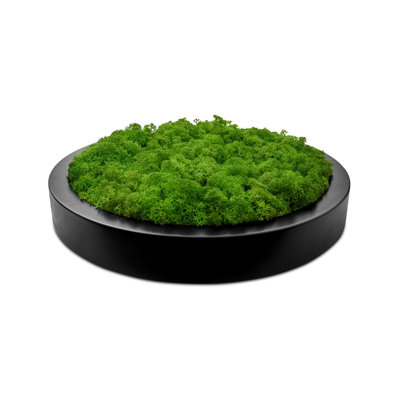 Moss Picture Reindeer Moss Round