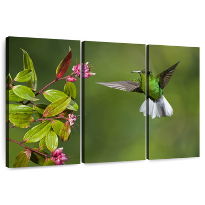 Brampt Costa Rican Hummingbird
