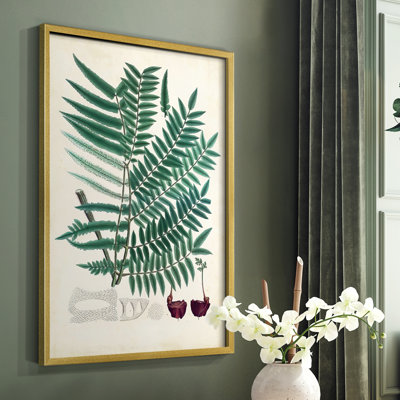Collected Ferns VIII Framed Print - Solid Wood