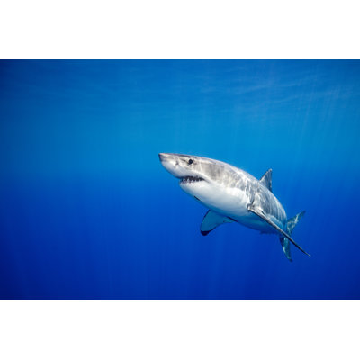 Great White Shark - Wrapped Canvas Print