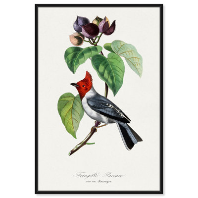 Art Remedy Botanical Prints Canvas Fringilla 1842 by Gervais
