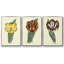 Antique Tulip II, ensemble de 3 toiles tendues avec châssis de qualité supérieure-97759811-97759808