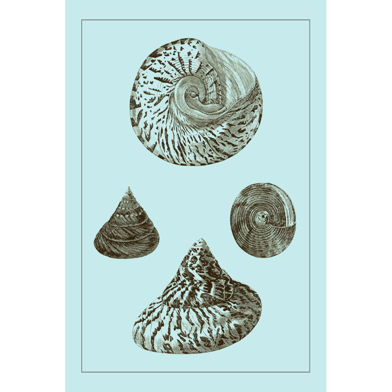 Tinted Shells On Aqua IV, 30cm H x 20cm W x 3.8cm D