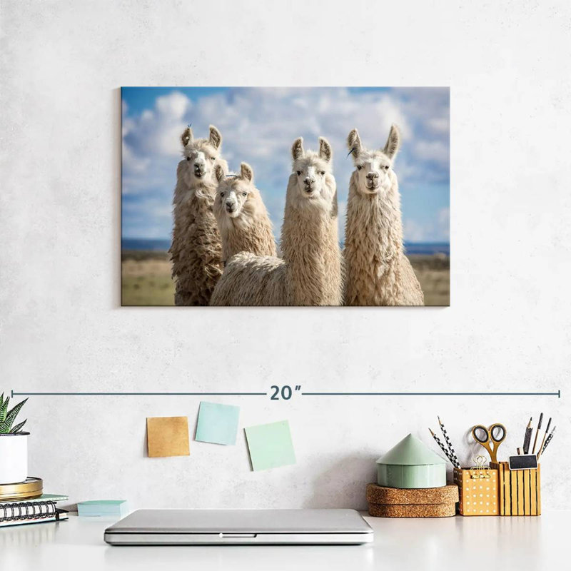 Fluffy White Llamas, 8" H x 12" W