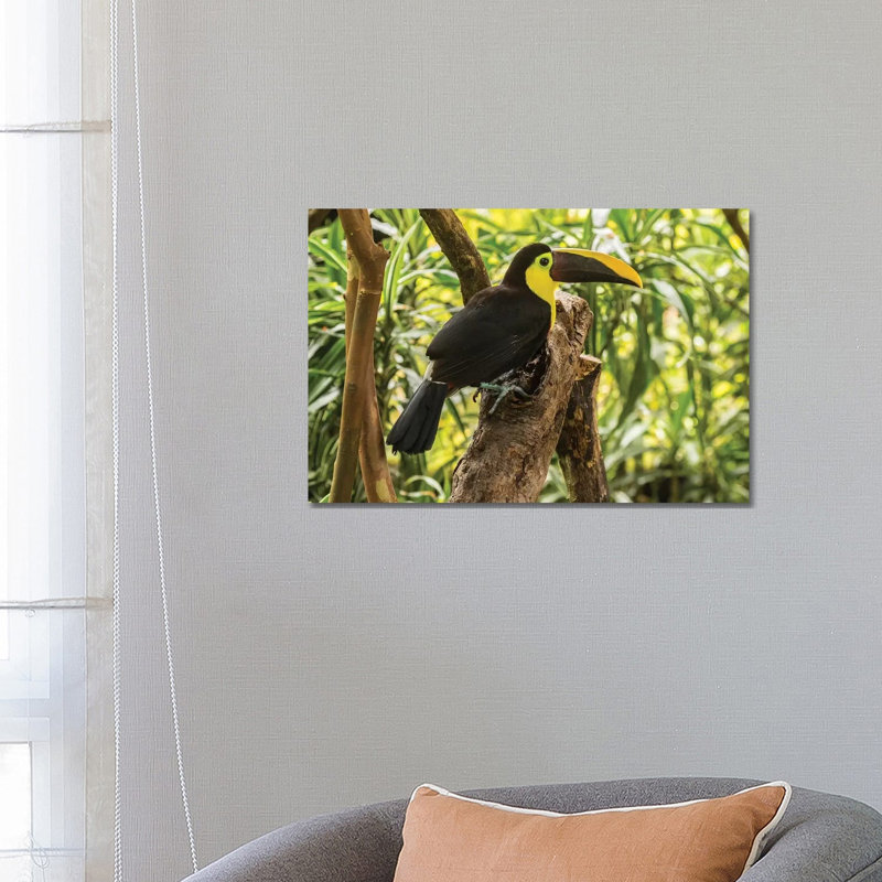 Costa Rica, La Paz River Valley. Captive Black-Mandibled Toucan On Tree. by Jaynes Gallery - Wrapped Canvas Print