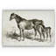 « équin sketch viii », impression-28042328-22188276-28042330