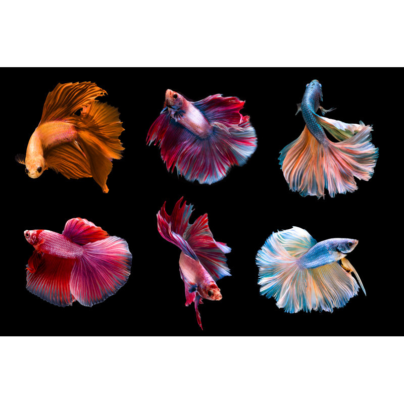 Siamese Fighting Fish by AppleZoomZoom - Wrapped Canvas Print, 61cm H x 91cm W x 3.8cm D