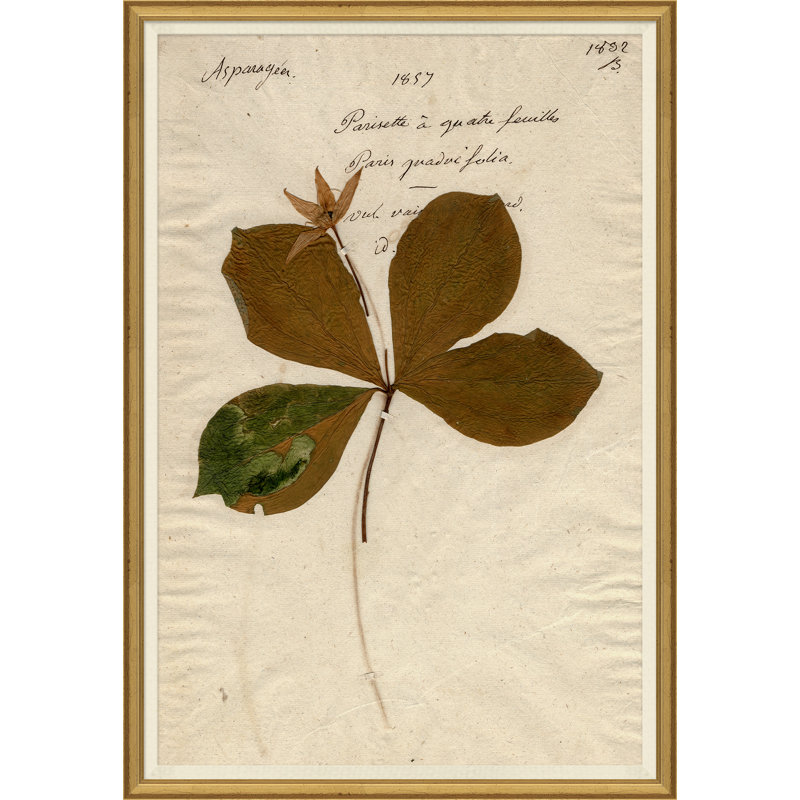 Herbarium 2 Giclee Print by Soicher Marin Archives