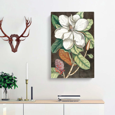 Laurel Magnolia Tree by Mark Catesby - Wrapped Canvas