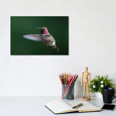 USA, WA Male Anna's Hummingbird (Calypte Anna) Displays Its Gorget While Hovering in Flight 1 Piece Wrapped Canvas Wall Art
