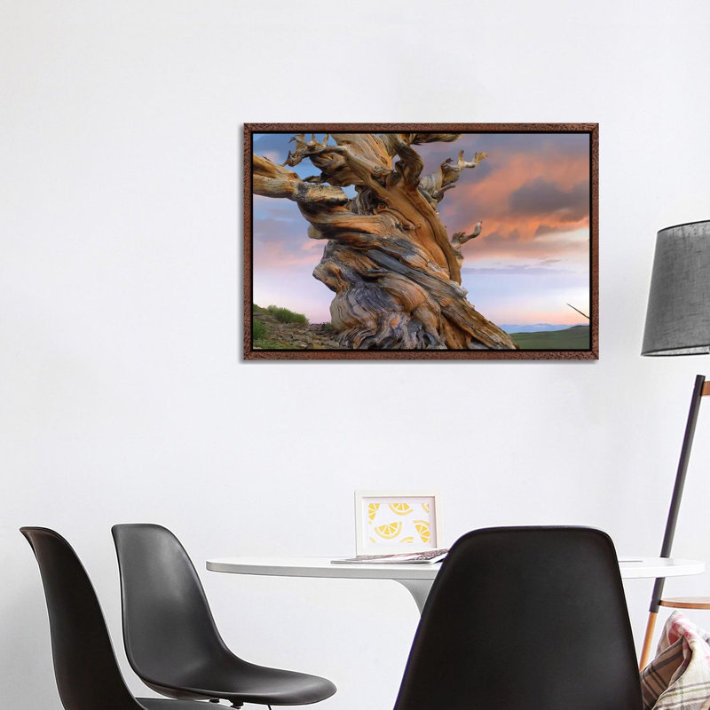 Foxtail Pine Tree, Twisted Trunk Of An Ancient Tree, Sierra Nevada, California III by Tim Fitzharris - Floater Frame Gallery-Wrapped Canvas Giclée on Canvas