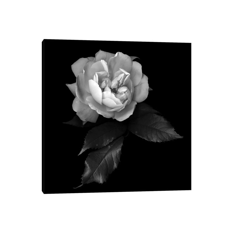 White Rose by Magda Indigo - Wrapped Canvas Gallery-Wrapped Canvas Giclée, 30.48cm H x 30.48cm W