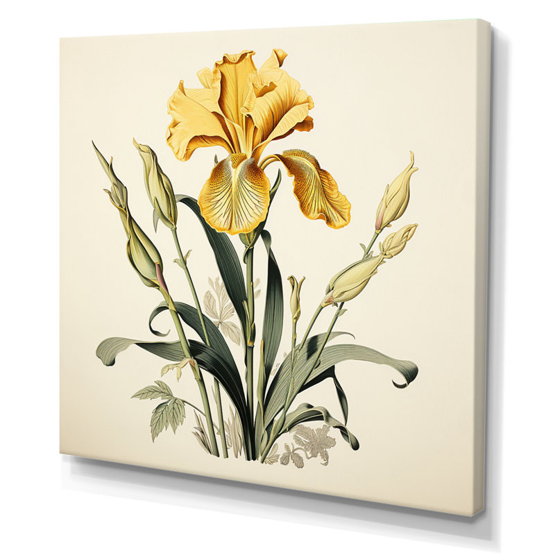 Iris jaune, illustration rétro I sur toile, Toile tendue, H 24 po x l 24 po x P 1 po