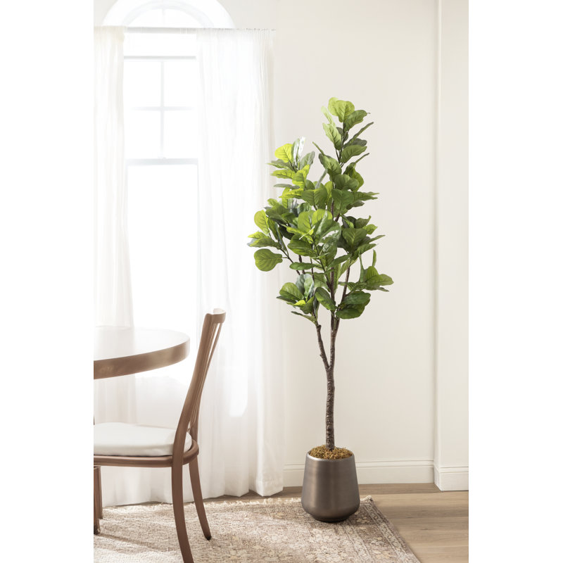 Figuier en figuier avec pot Portell, Argent argent, H 70,87 po x l 19,69 po x P 27,56 po