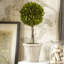 Preserved Boxwood Boxwood Topiary in Ceramic Pot