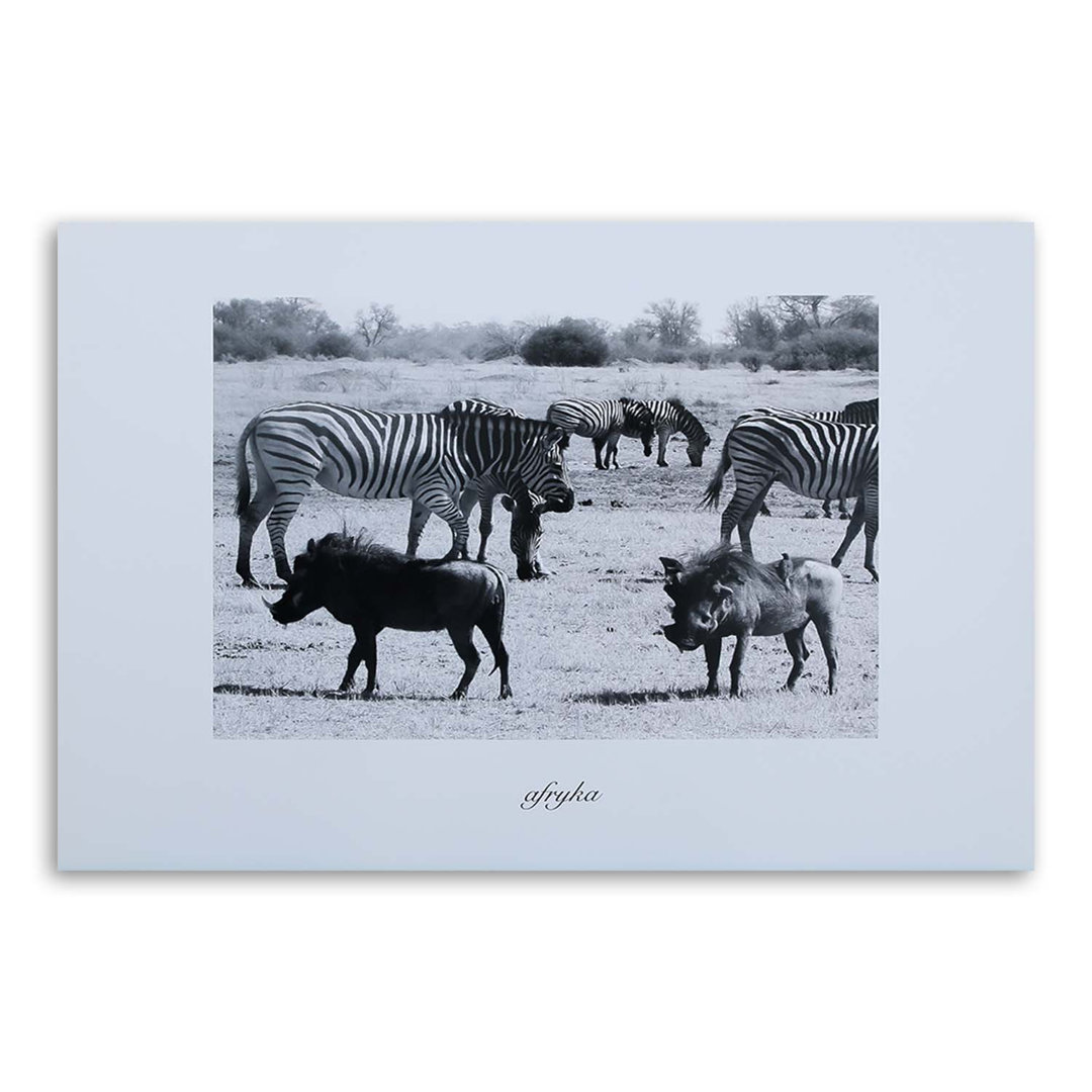 Leinwandbild Afrika - Zebras in der Savanne 15990