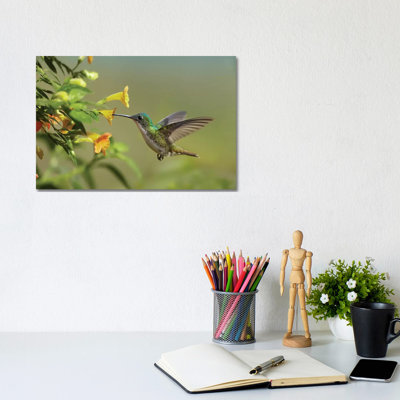 Andean Emerald Hummingbird Feeding On A Yellow Flower, Ecuador by Tim Fitzharris - Wrapped Canvas Print