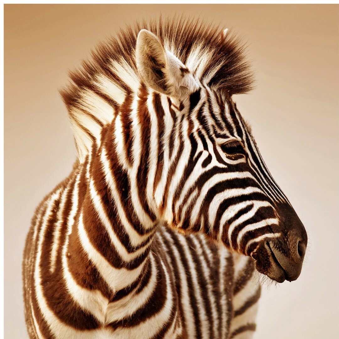 Strukturierte Tapete Zebra Baby