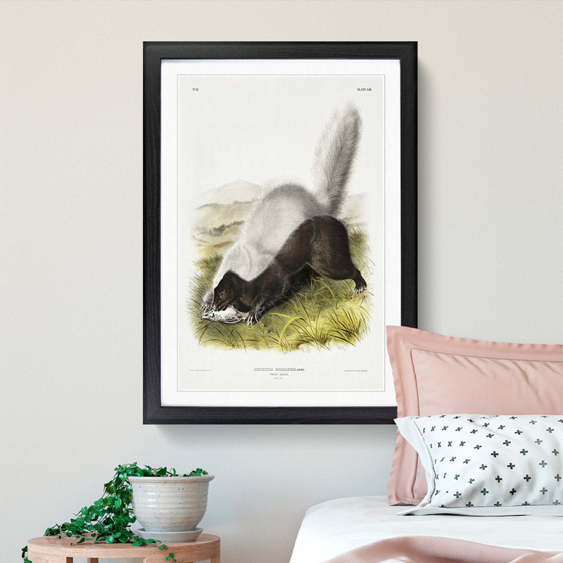 Texan Skunk by J.W. Audubon - Framed Print, Black Framed, 36cm H x 27cm W x 2cm D