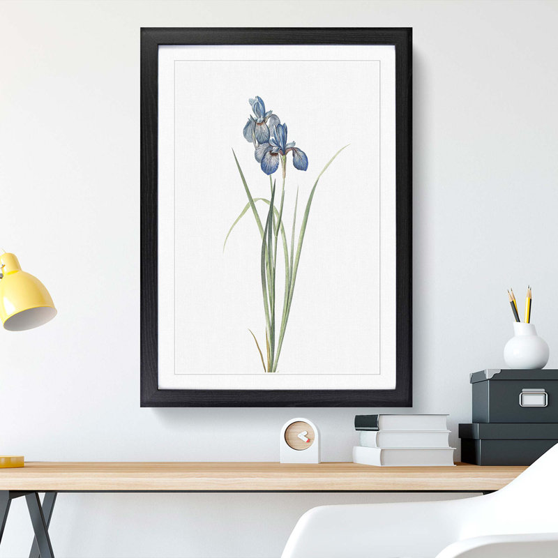 Iris Pratensis by Pierre-Joseph Redoute - Single Picture Frame Painting, Black, 24cm H x 33cm W x 2cm D