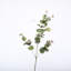 Buissons d'eucalyptus Hamlin-88400813
